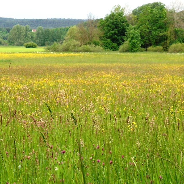 Natur am Roten Main