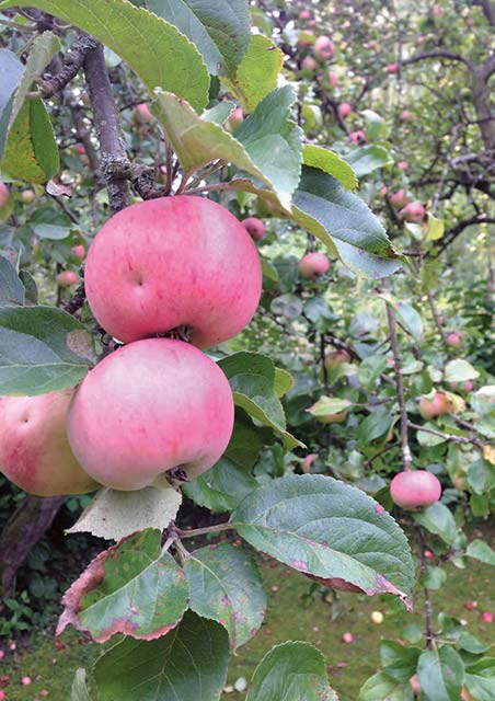 Streuobstwiesen & Obstkelterei