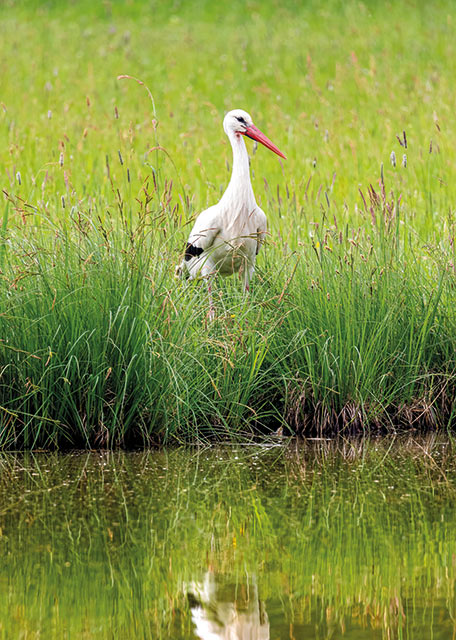 Weißstorch in der Wiese spiegelt sich im Wasser